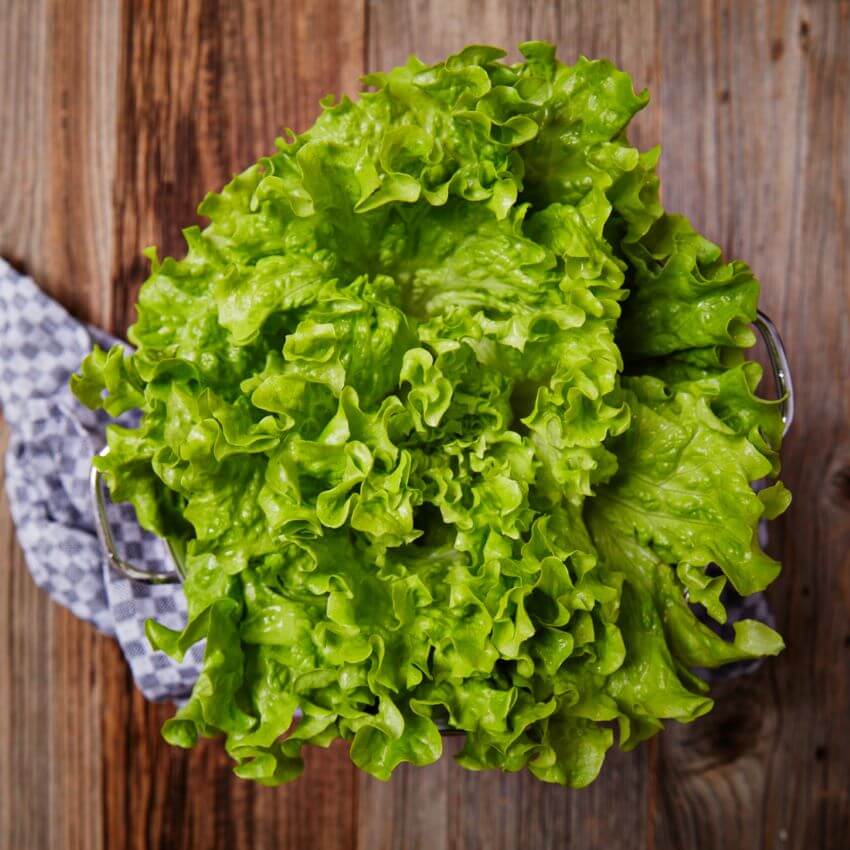 Kopfsalat Kraus Grün
