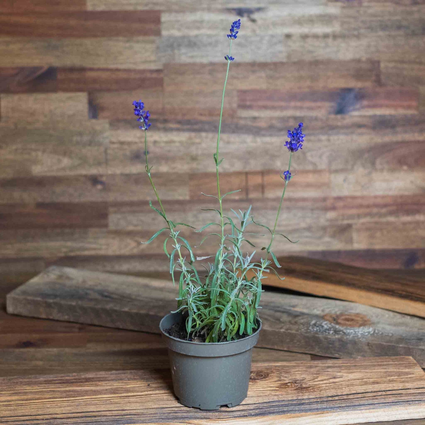 Lavendel im Topf