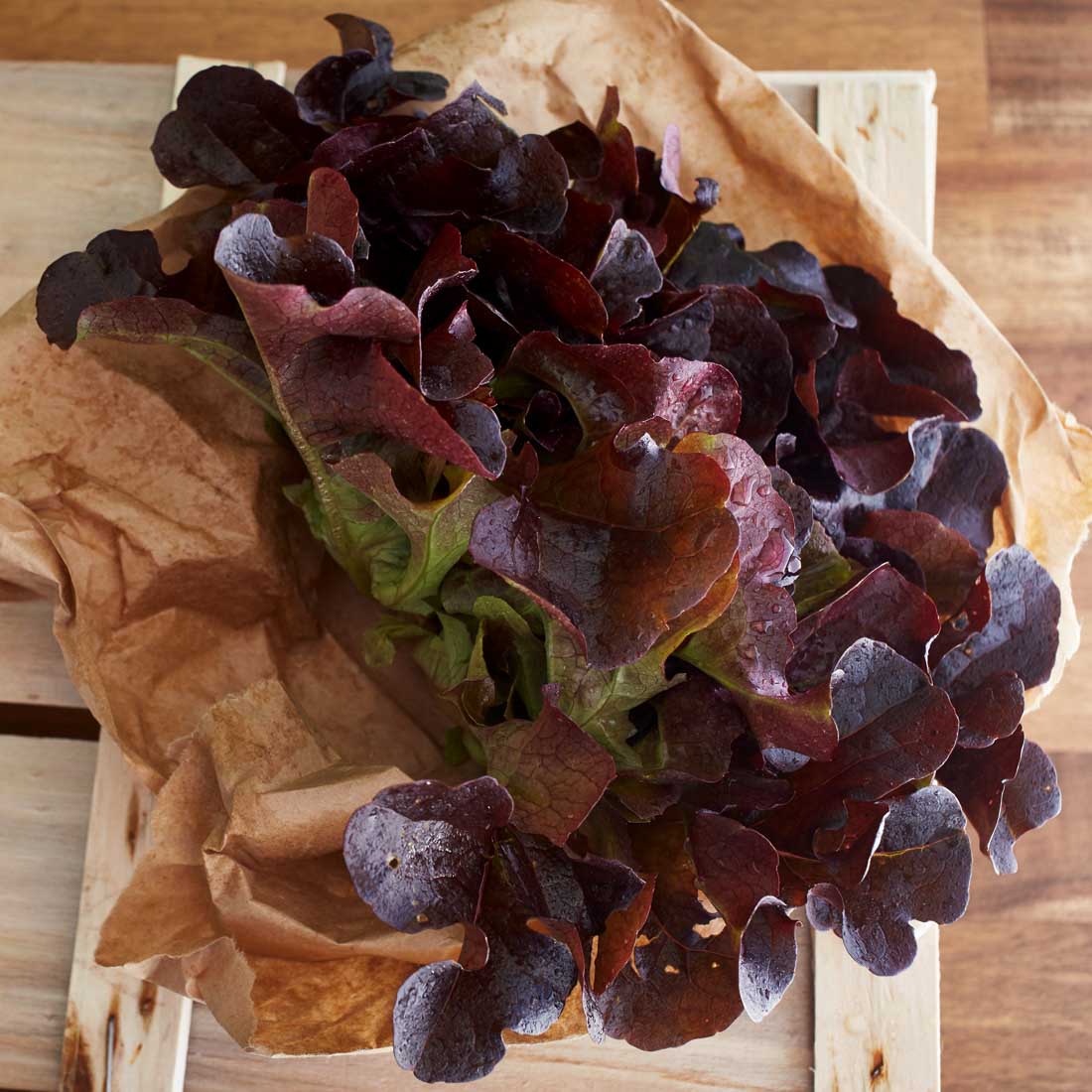 Eichblattsalat rot