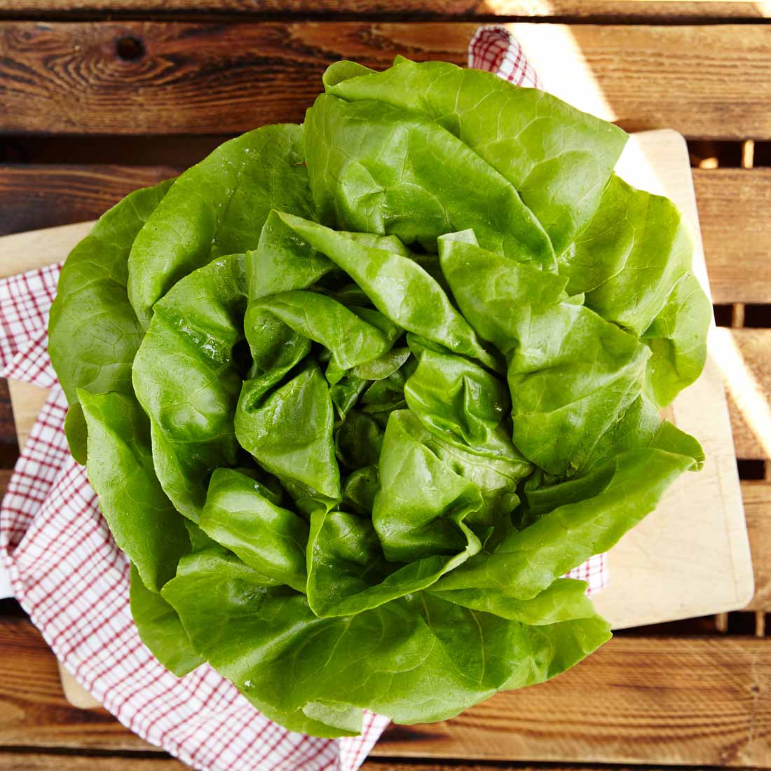 Kopfsalat