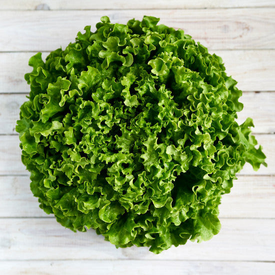 Lollo Salat Grün