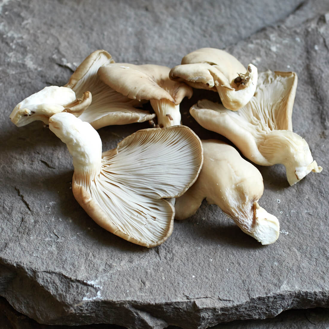 Austernpilze (Bio)