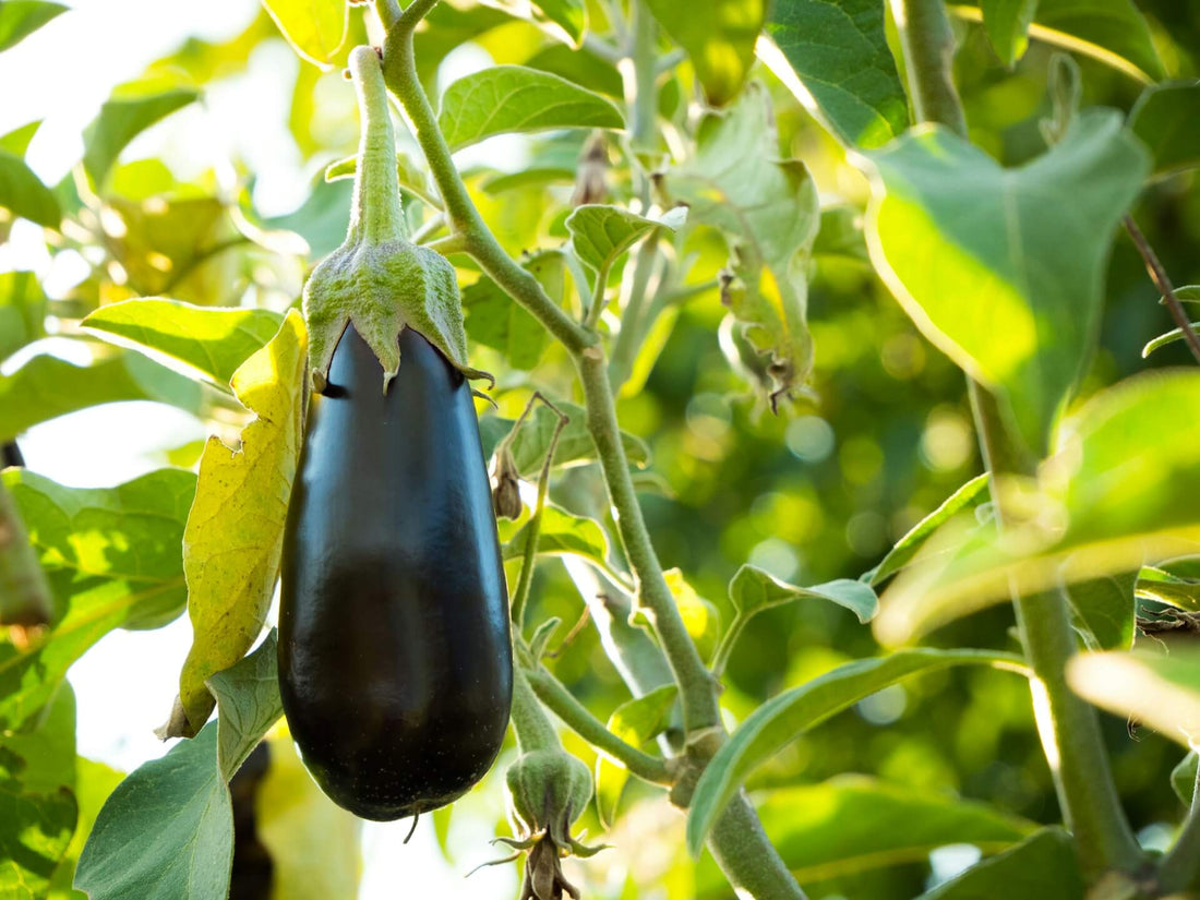 Aubergine