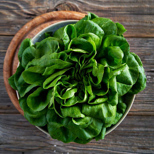 Salanova Salat grün